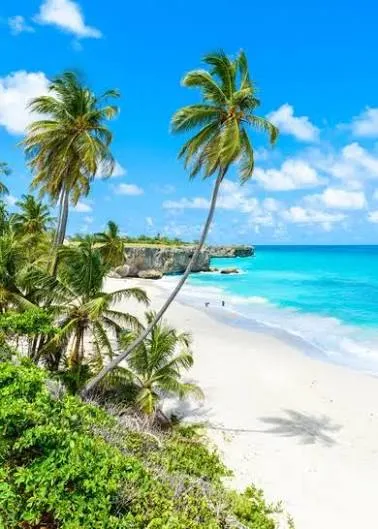 Tall palm trees overlook a white-sand beach and turquoise ocean along the coast of Barbados under a blue sky.