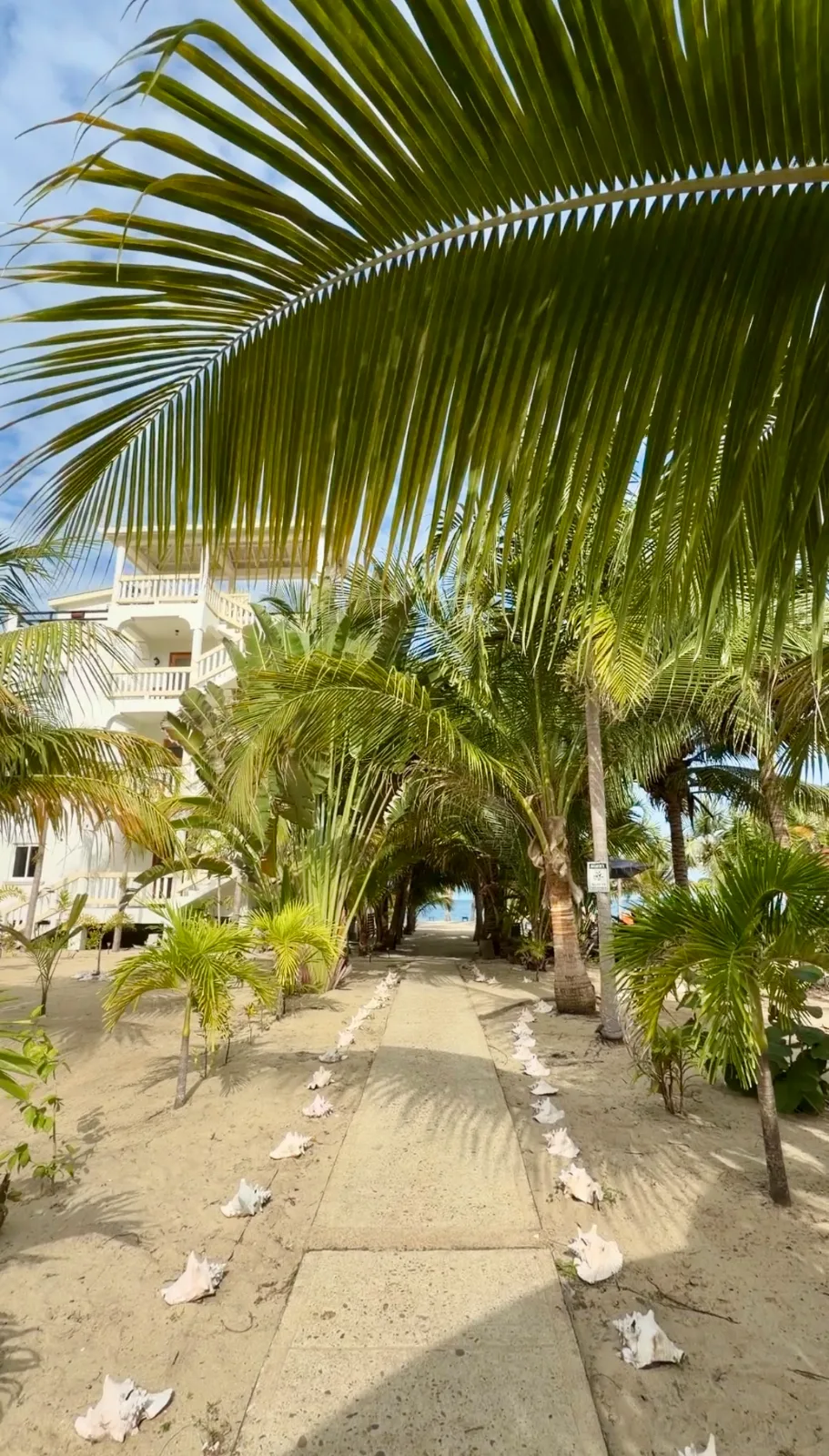 A conch shell-lined walkway leads through lush palm trees toward the sea at a beachfront resort in Placencia, Belize.