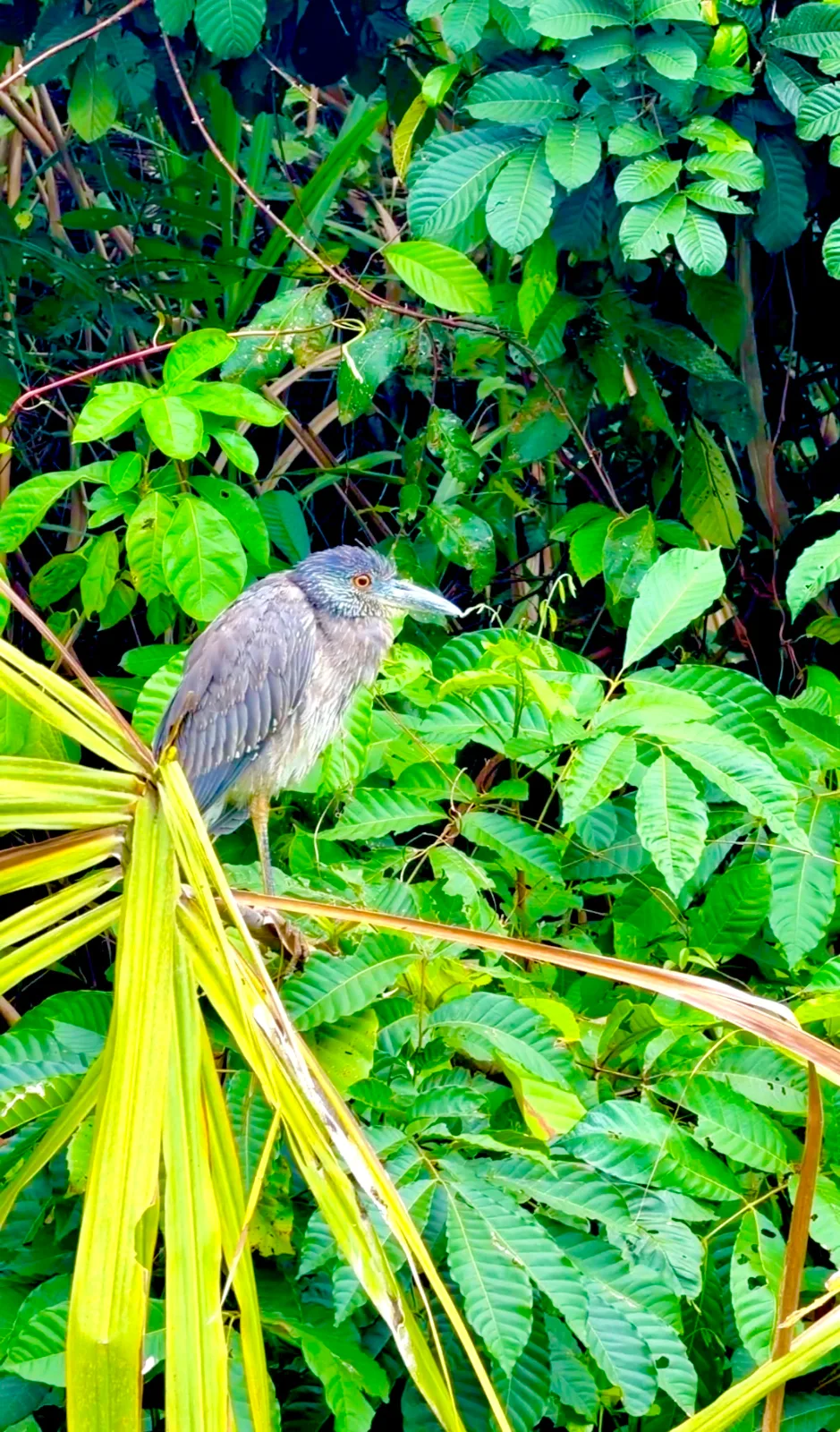 A boat-billed heron rests on a palm branch surrounded by lush tropical rainforest foliage in Belize.